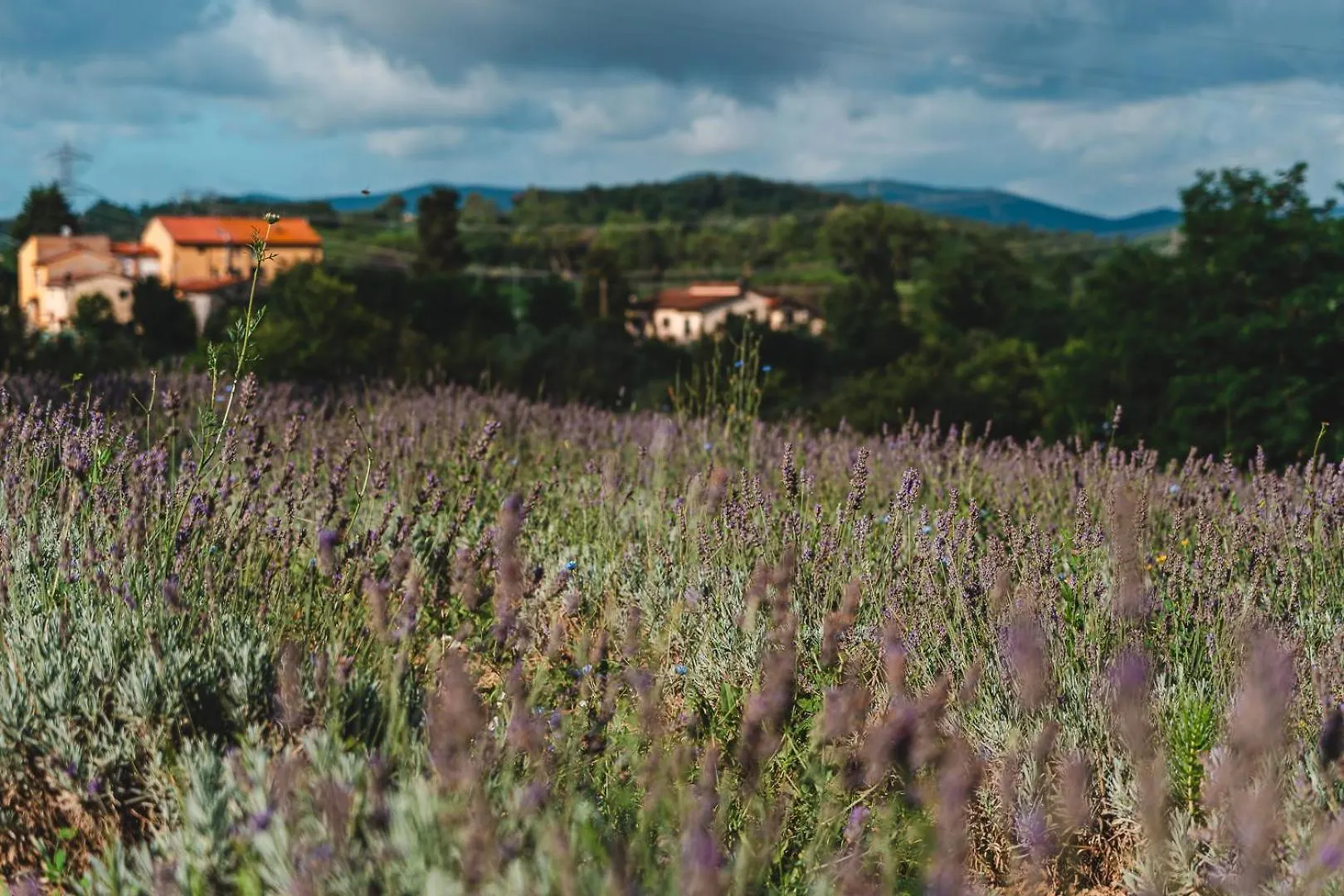 Fattoria Laviosa Apartment Fauglia