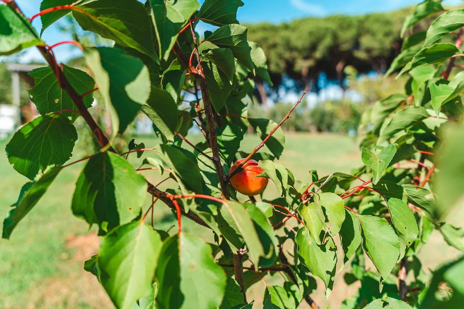 Ferienwohnung Fattoria Laviosa Fauglia 0*,  Italien