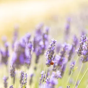 Séjour à la ferme La Valle Della Lavanda - Podere Mezzastrada, Fauglia