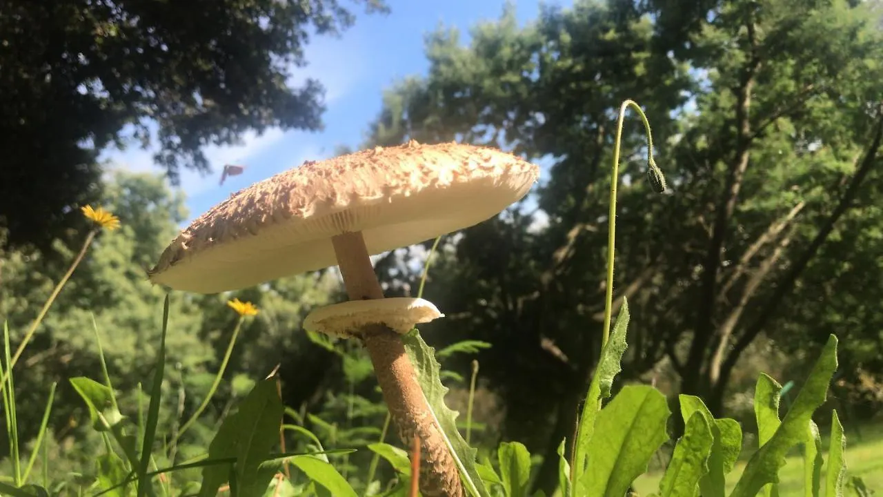Fattoria Laviosa Διαμέρισμα Fauglia